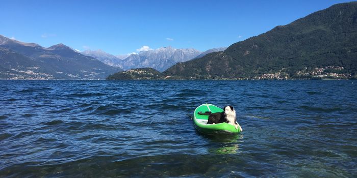 Sogar unsere Vierbeiner hatten Freude am SUP. Sogar unsere Vierbeiner hatten Freude am SUP.