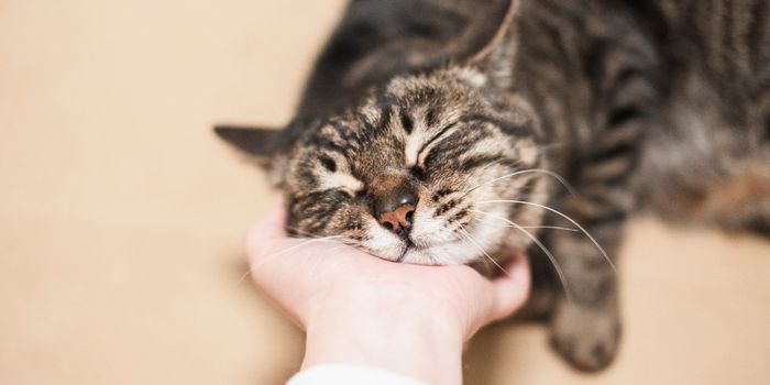 azukichi_JP/Shutterstock azukichi_JP/Shutterstock