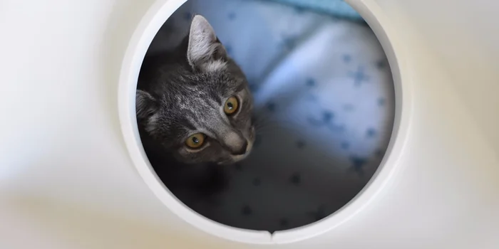 Mon nouvel endroit préféré: on dirait bien que Jay-Jay aime sa nouvelle couchette. Mon nouvel endroit préféré: on dirait bien que Jay-Jay aime sa nouvelle couchette.