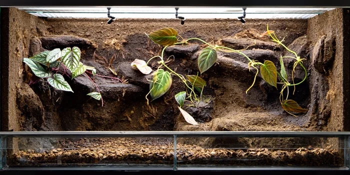 Die richtigen Lichtquellen – das A und O für optimale Lebensbedingungen im Terrarium