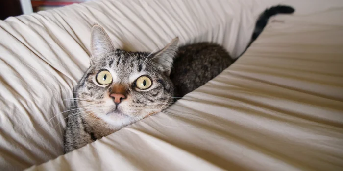 Machen aus jeder Situation das Beste: Katzen in allen Lebenslagen.
