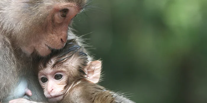 Le scimmie sono molto simili agli esseri umani, soprattutto per quanto riguarda l'intelligenza e il comportamento sociale.