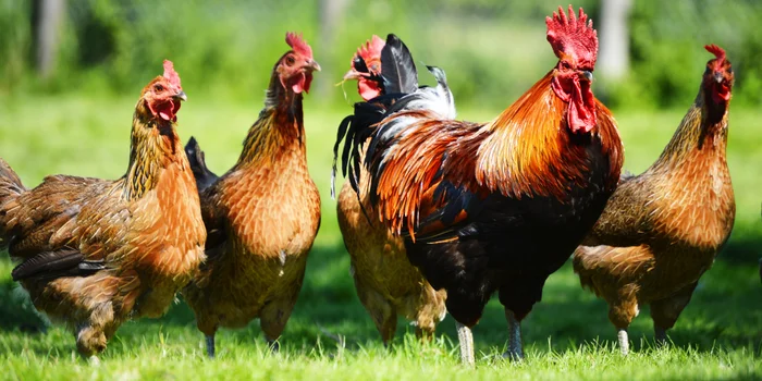 Galline in giardino – ideali come animali domestici e da allevamento. Galline in giardino – ideali come animali domestici e da allevamento.