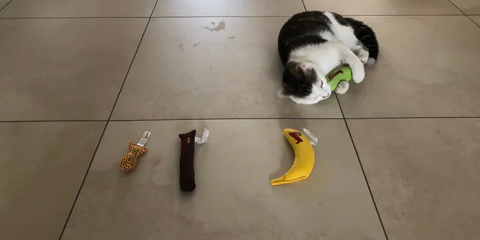 Faszination Catnip: Was steckt hinter der Katzendroge? Faszination Catnip: Was steckt hinter der Katzendroge?