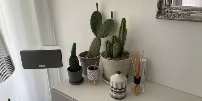Well camouflaged: The main module of Netatmo's smart weather station is barely visible to the far right of the cactus.