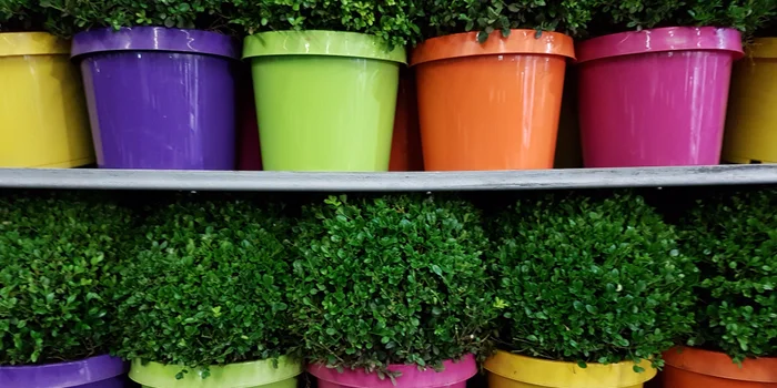 Colourful pots in the plant world.