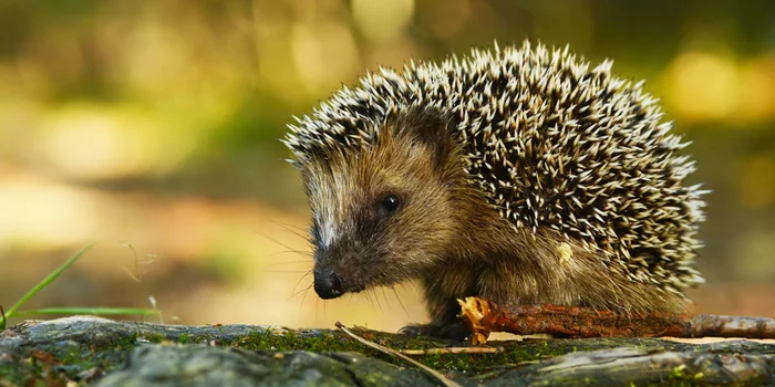 Im Herbst suchen sich Igel ein behagliches Versteck für ihren Winterschlaf.