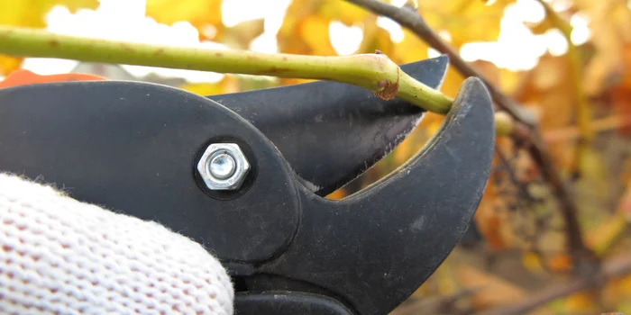 Autumn is the ideal time to prune many plants.