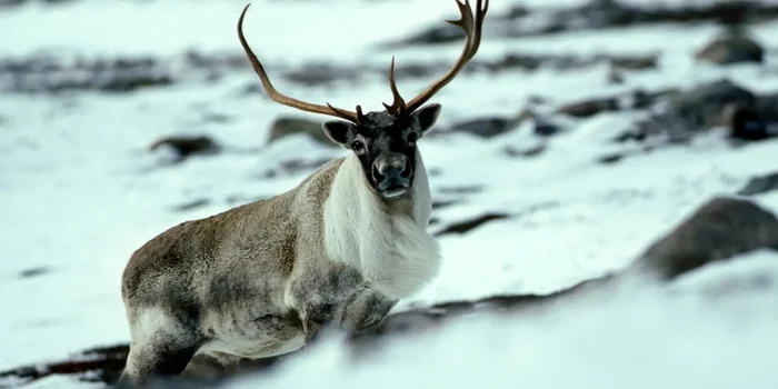 Lee Rentz / Bruce Coleman/Photoshot / picture alliance (detail) The authors also found evidence of endurance hunts in northern regions. Hunters used snowshoes to chase reindeer until they collapsed from exhaustion. Lee Rentz / Bruce Coleman/Photoshot / picture alliance (detail) The authors also found evidence of endurance hunts in northern regions. Hunters used snowshoes to chase reindeer until they collapsed from exhaustion.