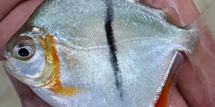 Machado, V.N. et al.: Integrative taxonomy of the blackbarred disk pacus (Characiformes: Serrasalmidae), including the redescription of Myloplus schomburgkii and the description of two new species. Neotropical Ichthyology 22, 2024, fig. 7 / CC BY 4.0 (detail) This young Sauron piranha was fished out of the river in the Xingu Basin, but not collected for the museum. Machado, V.N. et al.: Integrative taxonomy of the blackbarred disk pacus (Characiformes: Serrasalmidae), including the redescription of Myloplus schomburgkii and the description of two new species. Neotropical Ichthyology 22, 2024, fig. 7 / CC BY 4.0 (detail) This young Sauron piranha was fished out of the river in the Xingu Basin, but not collected for the museum.
