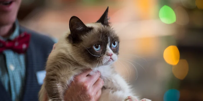 Grumpy cat oder mies gelaunt sein und dafür erst noch Kohle kriegen. Grumpy cat oder mies gelaunt sein und dafür erst noch Kohle kriegen.