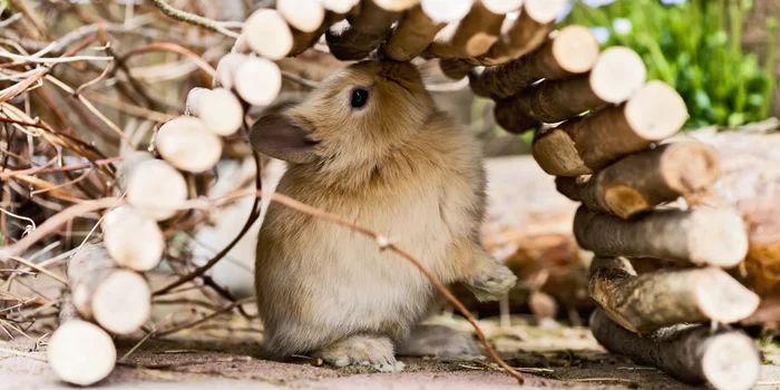 Retreat possibilities are important for the escape animals.