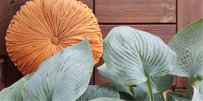Mit einem kleinen Minigarten bewahrst du dir das Summerfeeling auch zuhause. Zusammen mit Komplementärfarben wird's genau wohlig warm genug, damit du dich auf den Herbst einspielen kannst. Kissen: Pad Home Design Concept