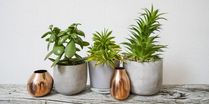 I vasi da fiori individuali, coordinati per colore, in combinazione con gli oggetti decorativi, cambiano l'aspetto della vostra casa in pochi semplici passi.